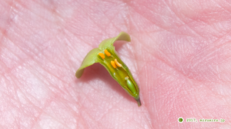 半分に割ってみたオニシバリの雄花、雄蕊の葯が二段構えでその下に雌蕊が確認できる