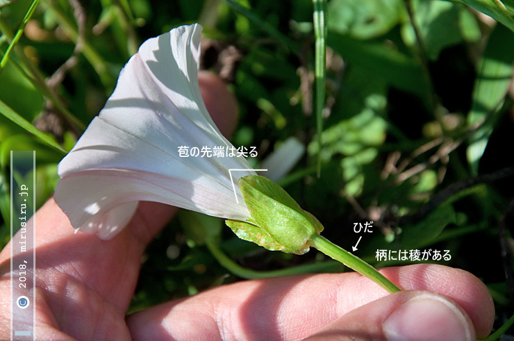 コヒルガオの花の特徴　鎌倉中央公園　2017/05/20