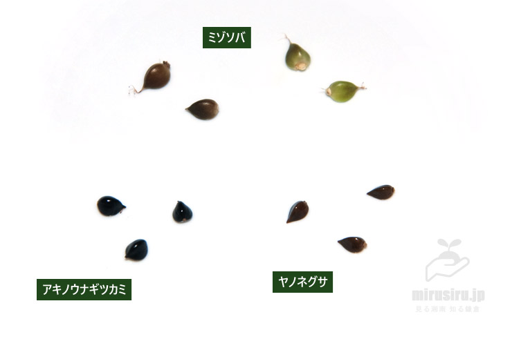 ミゾソバ、アキノウナギツカミ、ヤノネグサの種子の比較