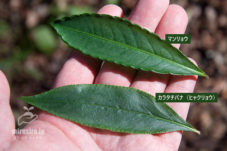 マンリョウとカラタチバナ（百両）の葉の比較