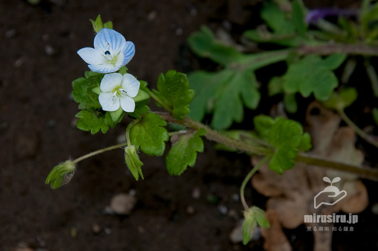 オオイヌノフグリの同一個体に咲いた、ほぼ正常に近い青花とほぼ白花　茅ヶ崎市西久保　2019/04/17