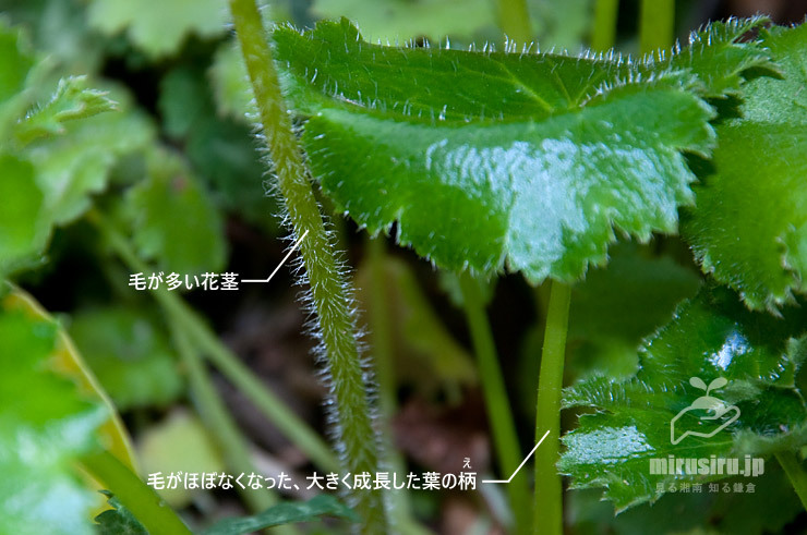 ハルユキノシタの花茎と、大きく成長した葉とその葉柄　鎌倉市・大船フラワーセンター　2019/04/09