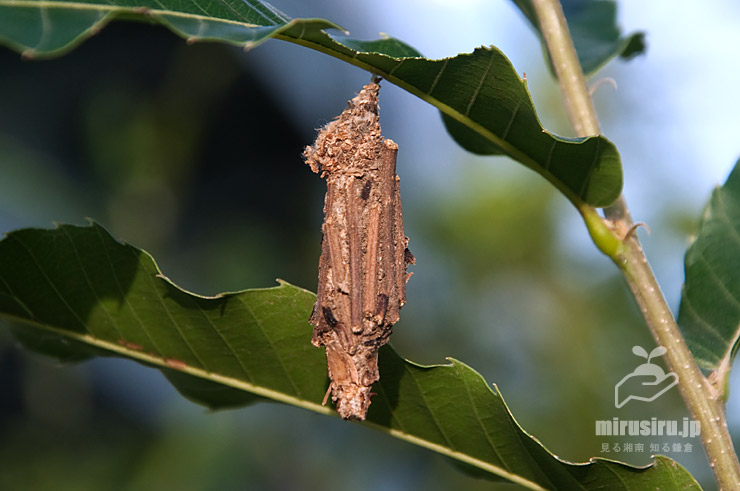 クリの葉からぶら下がっているチャミノガの幼虫（ミノムシ、中身あり）　茅ヶ崎市萩園　2019/09/09