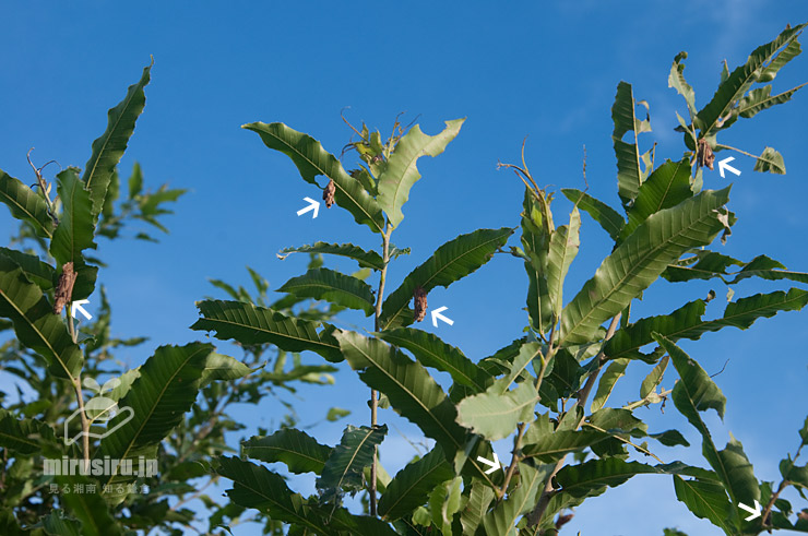 クリの葉に付いたチャミノガの幼虫（ミノムシ、白色矢印）　茅ヶ崎市萩園　2019/09/09