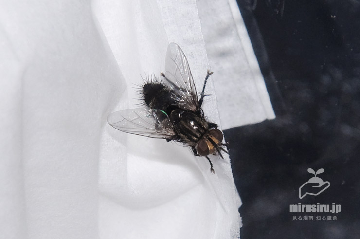 チャミノガの蛹を食らって出現したヤドリバエの仲間（頭先端～尻先の体長9mm、突起部分は含まず）　2019/09/24