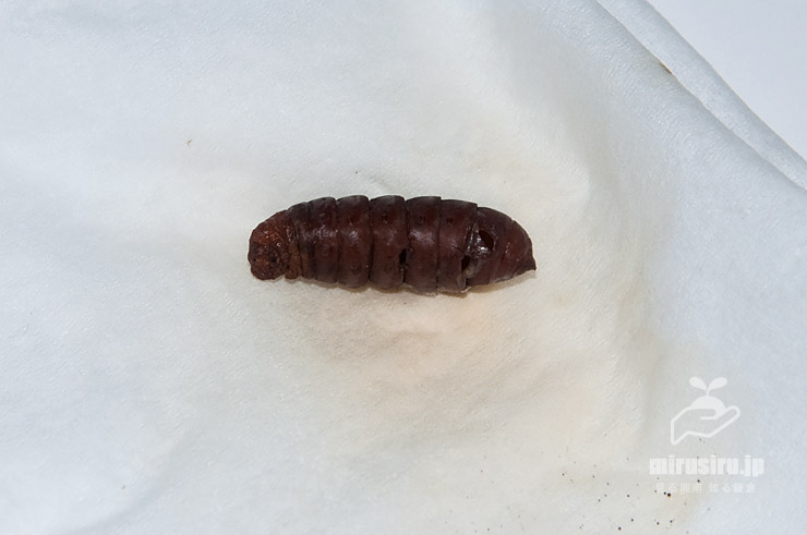 皮を除いて体内はすべて食い尽くされたチャミノガの蛹（体長17mm）　茅ヶ崎市萩園産　2019/09/24