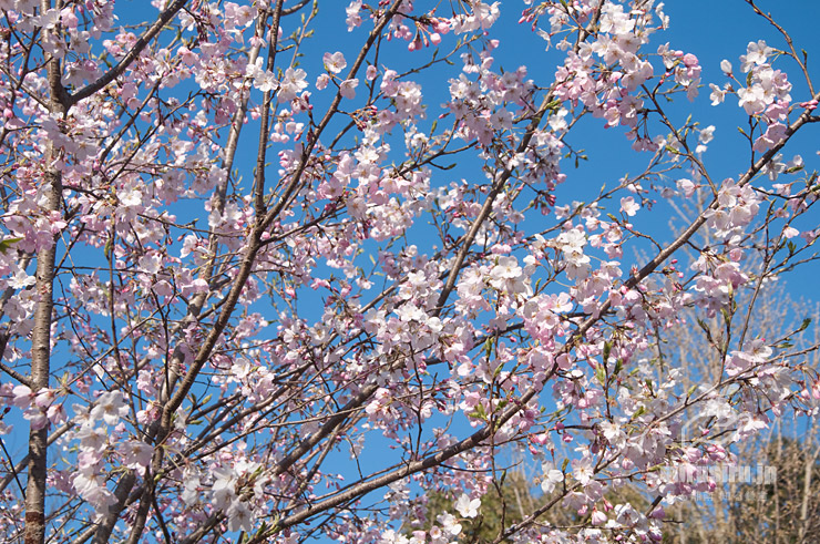 白とピンク色が同居するジンダイアケボノ　茅ケ崎里山公園　2020/03/25