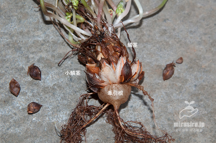 ムラサキカタバミの鱗茎、小鱗茎（木子）、牽引根　茅ヶ崎市西久保　2020/05/22