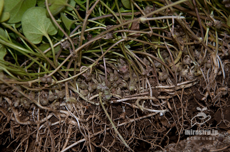 アオイゴケのびっしり生えた根（を掘り起こしたもの）とたくさんできた実　茅ヶ崎市浜之郷　2020/06/23