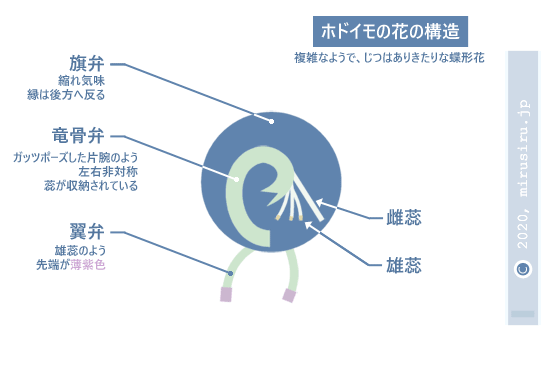 ホドイモの花の構造（模式図）