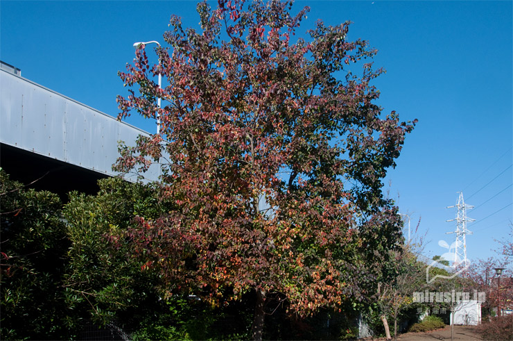 ナンキンハゼの微妙な紅葉（既に葉を落とし始めている）　茅ヶ崎市・上ノ田公園　2020/11/14