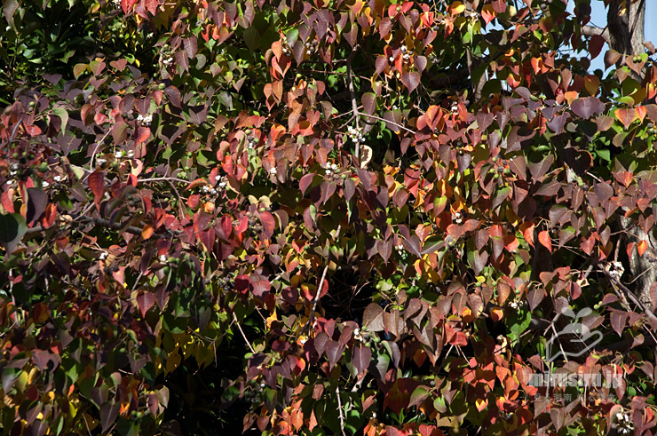 ナンキンハゼの微妙な紅葉（既に葉を落とし始めている）　茅ヶ崎市・上ノ田公園　2020/11/14