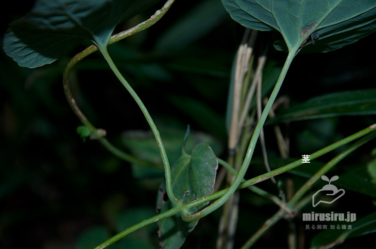 ツルギキョウの茎と（ここでは対生の）葉柄、いずれも無毛　横須賀市　2020/10/25