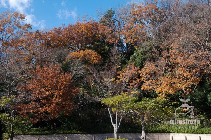にこにこプラザを入ったところの紅葉　横浜市金沢区・金沢自然公園　2020/12/15　暖冬