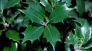 ヒイラギの葉　藤沢市・長久保公園　2016/12/09