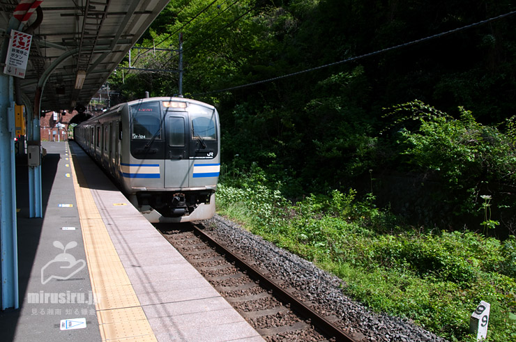 線路沿いに生えたハナウド　JR横須賀線「田浦」駅・（東）七釜トンネル側　2021/04/20