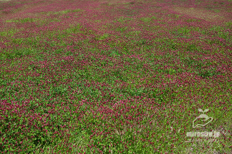 田んぼに群生したクリムソンクローバー　横浜市緑区いぶき野　2021/05/04
