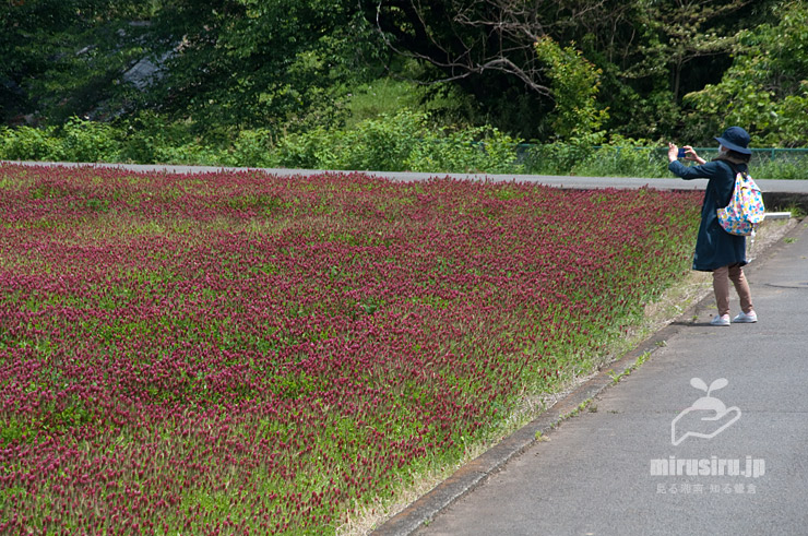 田んぼに群生したクリムソンクローバー　横浜市緑区いぶき野　2021/05/04