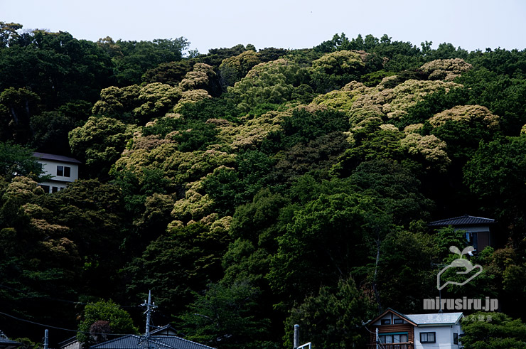 時期・色的に開花しているスダジイか　大磯町・羽白山（坂田山）方面　2021/05/08