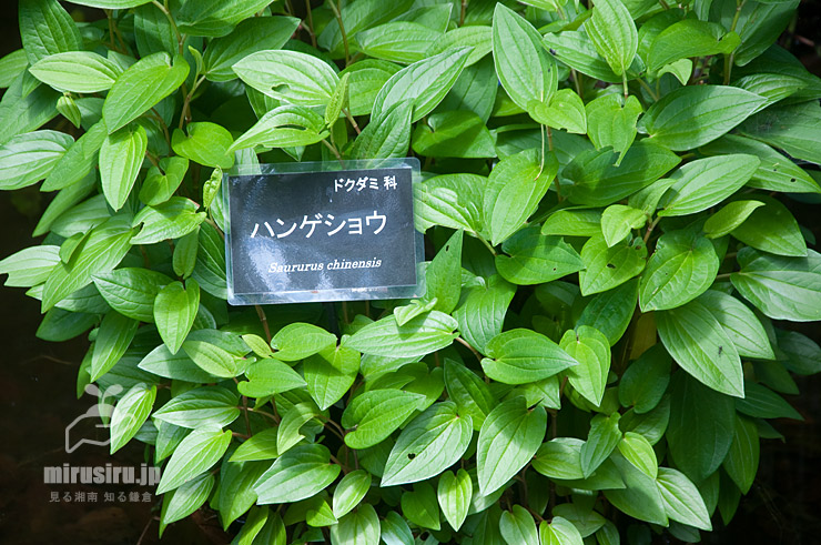 開花前なのでただ真緑色なハンゲショウの葉　横浜市南区・こども植物園　2021/06/12