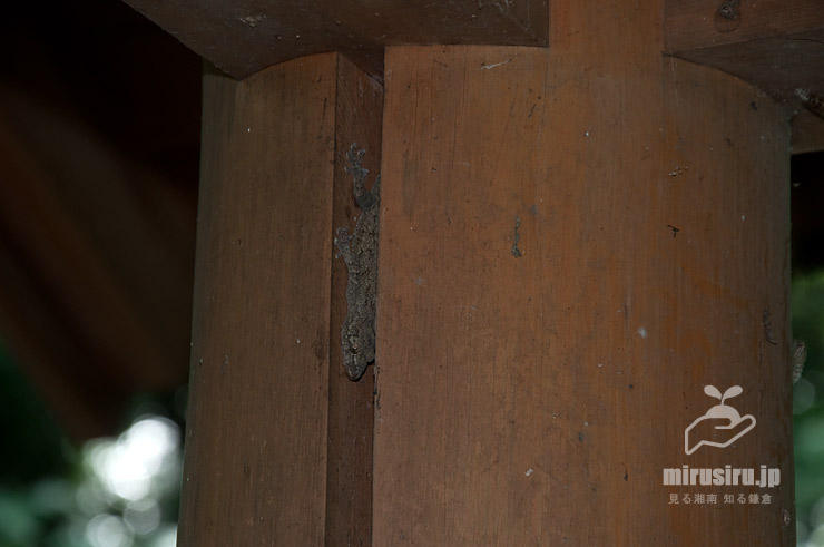 東屋（休憩所）を支える柱の割れ目でのんびりしていたヤモリ　横浜市緑区・四季の森公園　2021/07/10