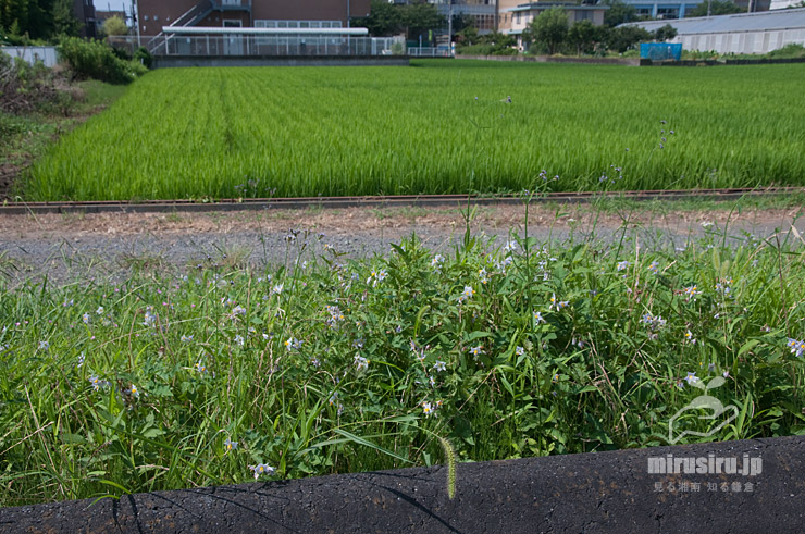 農道端で他の雑草と混生したワルナスビ（白っぽい花すべて）　茅ヶ崎市西久保　2021/07/28