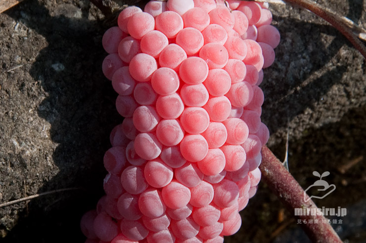 スクミリンゴガイ（ジャンボタニシ）の水路壁に産み付けられた卵塊　藤沢市大庭　2019/05/27