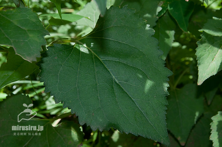 シラヤマギクの茎下部の葉（この葉があったらシラヤマギク）　横浜市緑区・四季の森公園　2021/07/10