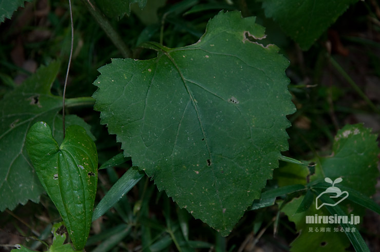 シラヤマギクの茎下部の葉（この葉があったらシラヤマギク）　藤沢市・新林公園　2021/08/27