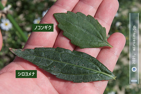 ノコンギクとシロヨメナの典型的な葉の比較