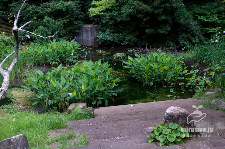 池に植栽されたミズカンナの群落　横浜市金沢区・金沢自然公園　2018/06/17