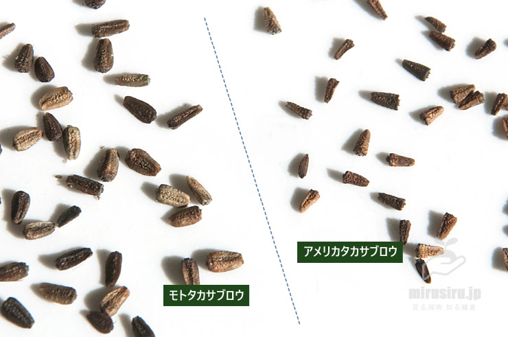 モトタカサブロウとアメリカタカサブロウの痩果の比較