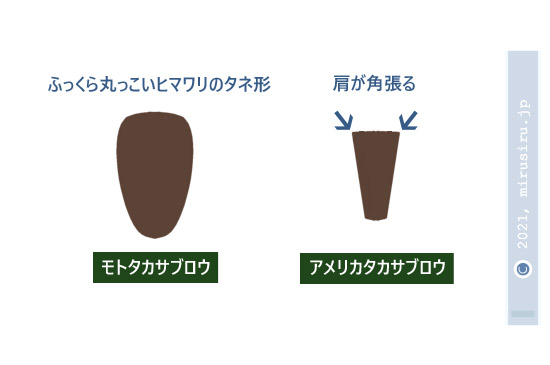 タカサブロウ（モトタカサブロウ）とアメリカタカサブロウの痩果の比較（模式図）