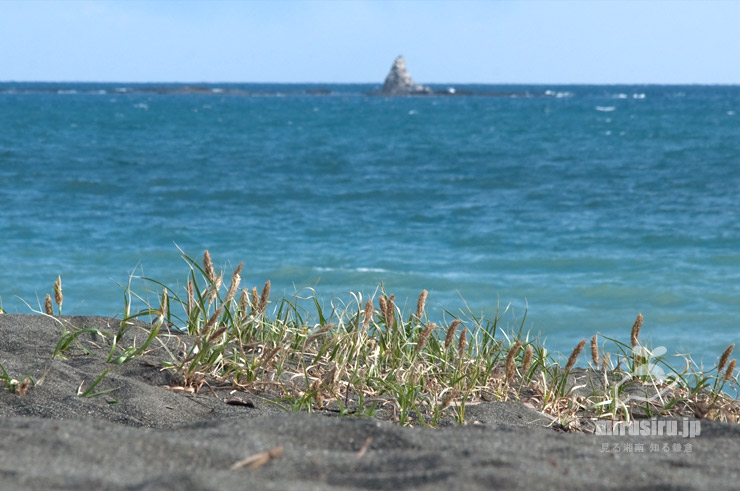コウボウムギの群落、背景は相模湾に浮かぶ烏帽子岩　茅ヶ崎市東海岸南　2019/04/02