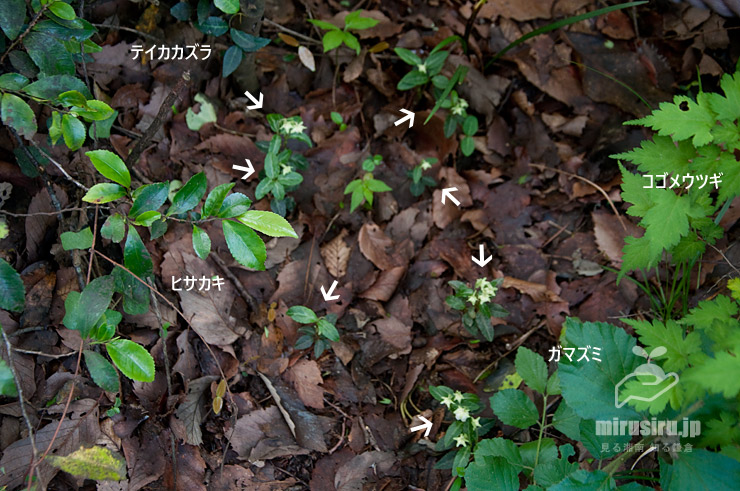 林床に生えたウメガサソウ（白色矢印）　横浜市栄区・横浜自然観察の森　2021/05/23