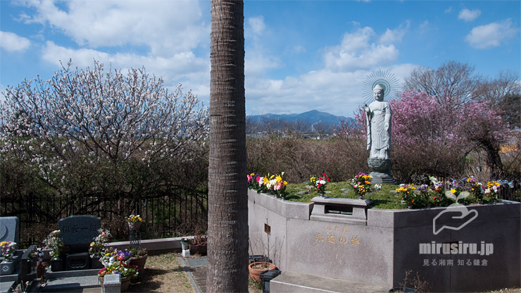 シナミザクラ（左側、右のピンクはカワヅザクラ、背景は大山）　茅ヶ崎市・湘南ライオン寺墓園　2020/02/27