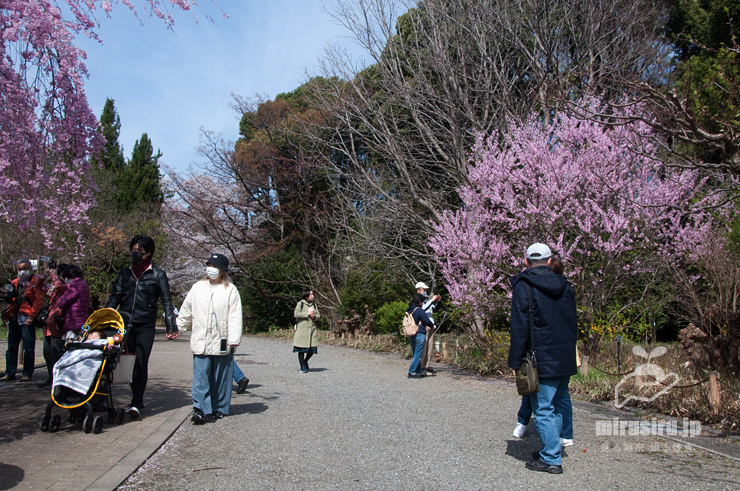 満開のアーモンド（右側）　東京都調布市・神代植物公園　2022/04/02　※寒冬で開花遅れ