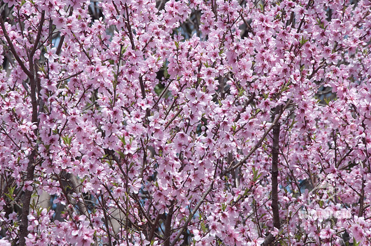 満開のアーモンド　東京都調布市・神代植物公園　2022/04/02　※寒冬で開花遅れ