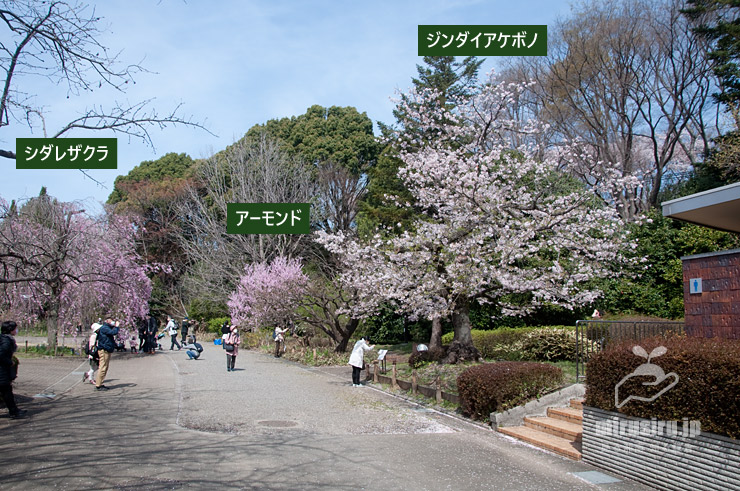 ジンダイアケボノの原木（咲き終わり）　東京都調布市・神代植物公園　2022/04/02　※寒冬で開花遅れ