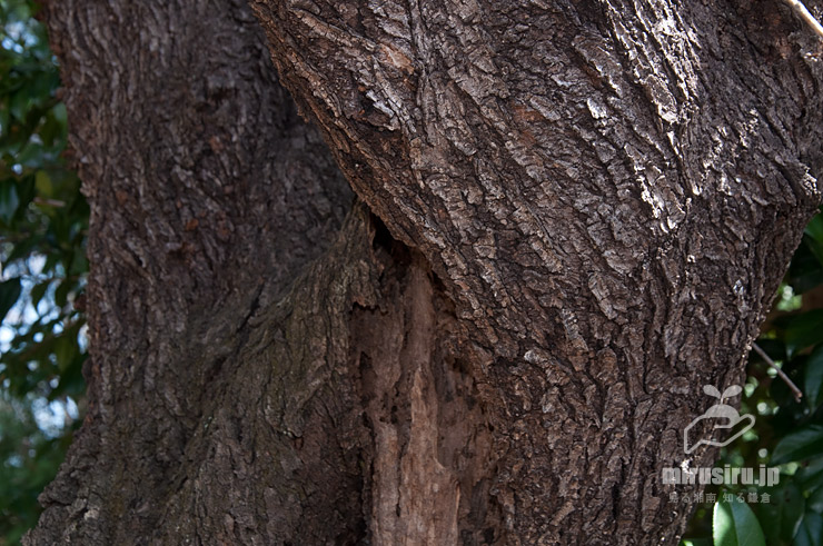アーモンドの古木の幹（樹皮）　東京都調布市・神代植物公園　2022/04/02　※寒冬で開花遅れ