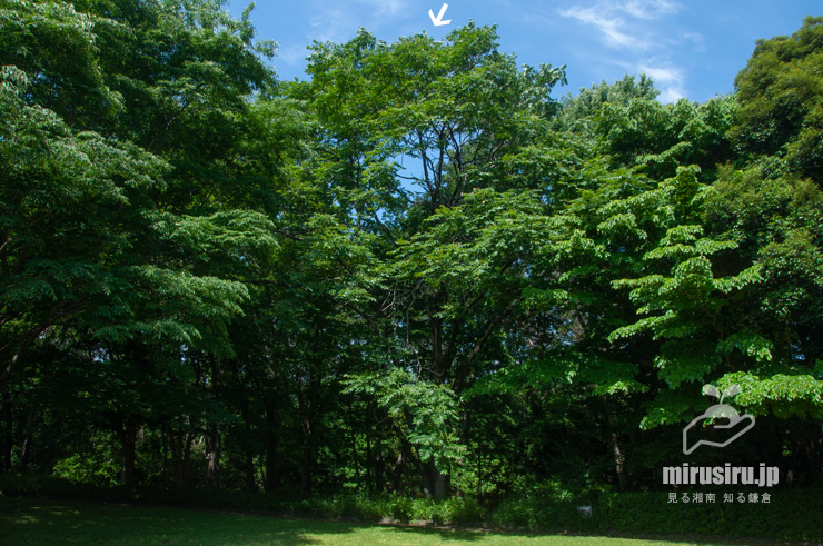 ニワウルシ（シンジュ、白色矢印）の開花中の雌株　相模原市南区・相模原公園　2022/05/25
