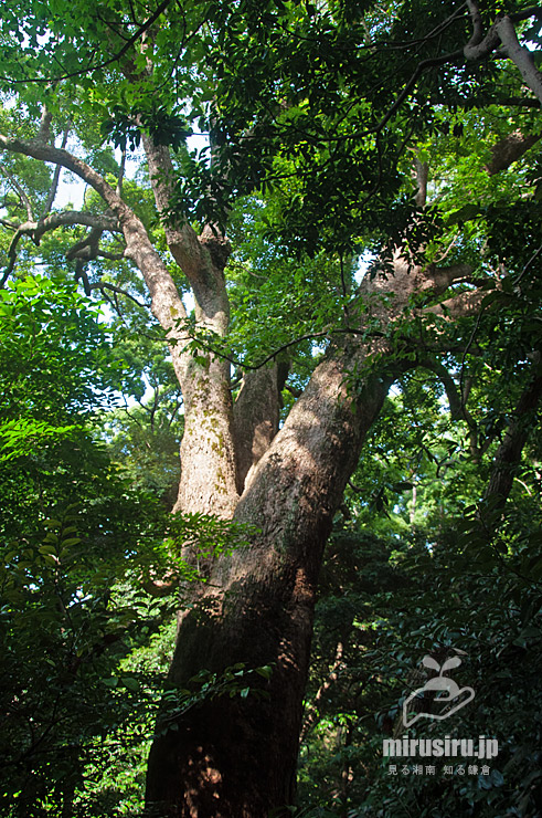 御林（魚つき保安林）に生えるクスノキの大樹（真鶴半島最大の樹木）　真鶴町　2022/06/17