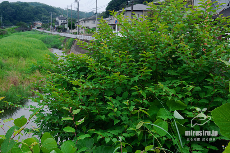 鬱蒼とした低木のような姿になったイタドリ　中井町・中村川「松本橋」付近　2022/06/21