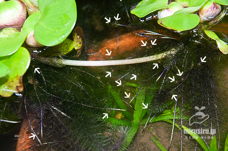 ホテイアオイの根に付着したニホンアマガエルの卵（白色矢印）　茅ヶ崎市浜之郷　2022/05/14
