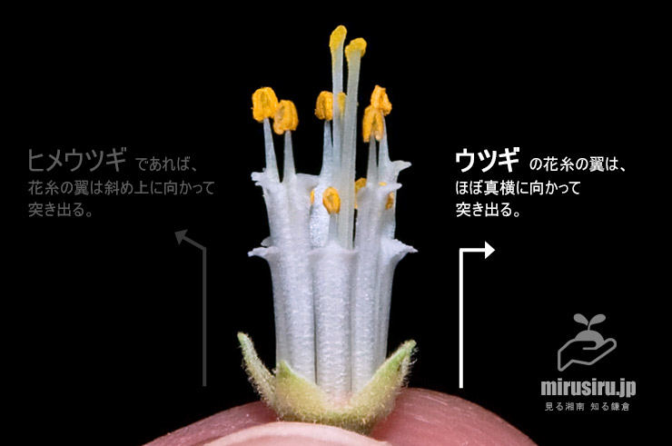 ウツギの花糸の特徴（様子が見えるように花弁を除去したもの）