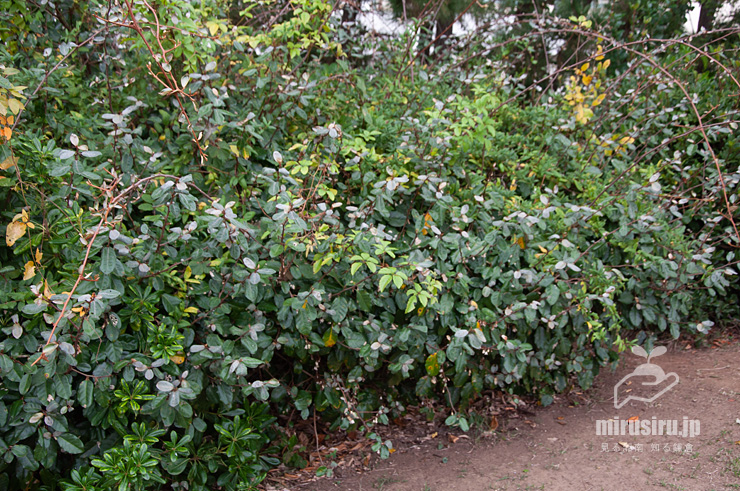 低木の植栽に進出したマルバグミ（オオバグミ）　茅ヶ崎市・柳島しおさい公園　2020/11/08