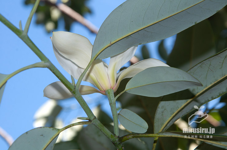 ミヤマガンショウの、花時に葉あり、葉裏は青白く、花は緑色の枝に付く、という特徴　鎌倉市・長谷寺　2021/02/23