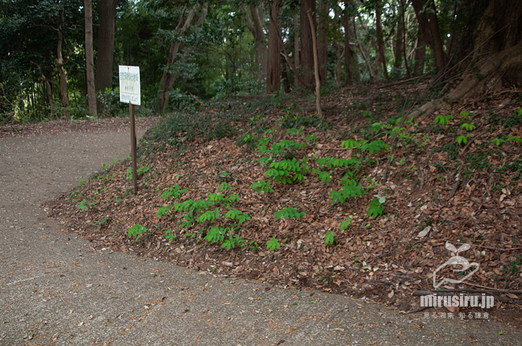 乾燥気味な林床に生えたミヤマナルコユリ　愛川町・八菅山いこいの森・八菅神社　2023/04/05