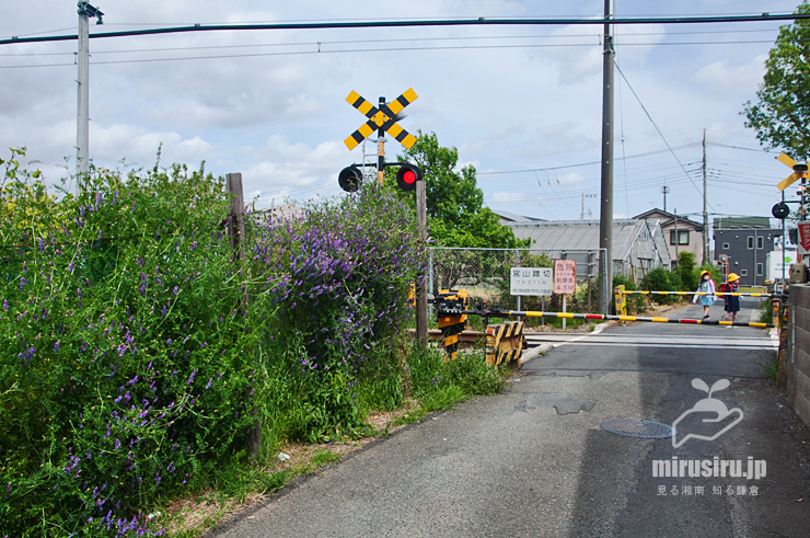ナシ園の周りに生えたナヨクサフジ（左側）　寒川町・JR相模線・宮山踏切　2021/04/27