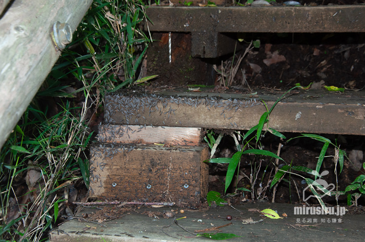 公園の木道（階段）に出現したヤマトシロアリの羽アリ　鎌倉中央公園・小段谷戸　2022/05/18　12：23